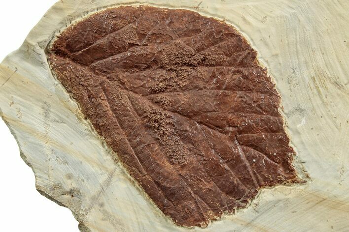 Fossil Leaf (Beringiaphyllum) - Montana #223805